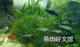 如何养好水草 如何养好水草盆栽