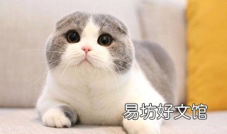 猫软骨病用什么药 猫软骨病用什么药最好