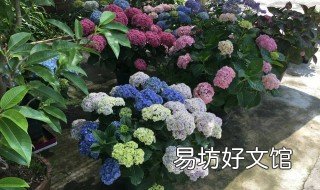 盆栽绣球花的养殖方法 盆栽绣球花的养殖方法和技术