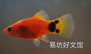 米奇鱼好养吗 金鱼米奇好养吗