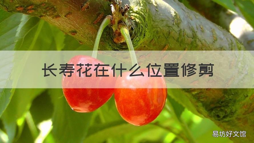 长寿花在什么位置修剪 长寿花长长了怎么修剪