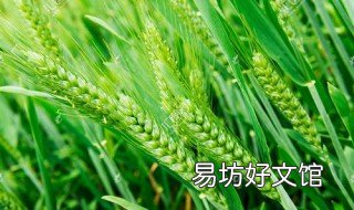 河北小麦种植时间 河北小麦种植时间和收获时间