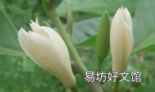 兰花种植技术 兰花种植技术培训