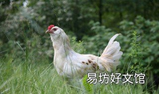 生肖鸡几月出生好 生肖鸡几月份出生好