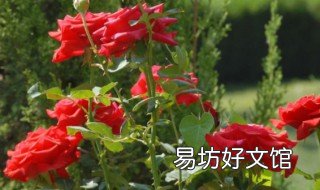 秋季适合养什么花 秋季适合养什么花,并且开花