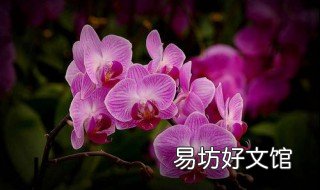 蝴蝶兰的繁殖方法 室内蝴蝶兰的养殖方法