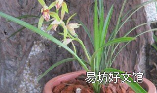 兰花几天浇一次水 冬天阳台养兰花几天浇一次水