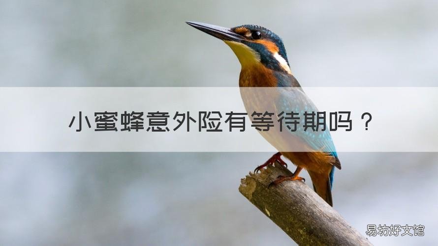 小蜜蜂意外险有等待期吗 小蜜蜂意外保险