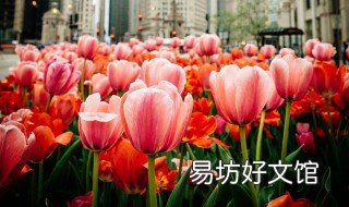 长寿花可以水养吗 长寿花可以水养吗?