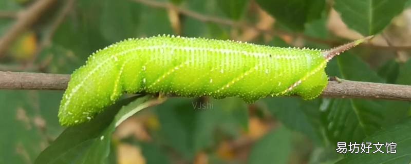 葡萄树上的大绿虫叫什么 葡萄上的大绿虫子