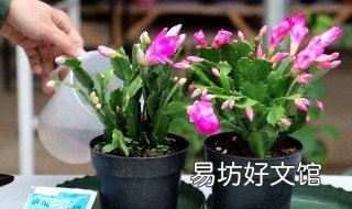 蟹爪兰多久浇一次水 蟹爪兰多久浇一次水合适