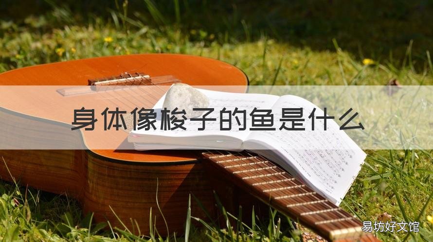 身体像梭子的鱼是什么 身体像梭子的鱼是什么动物