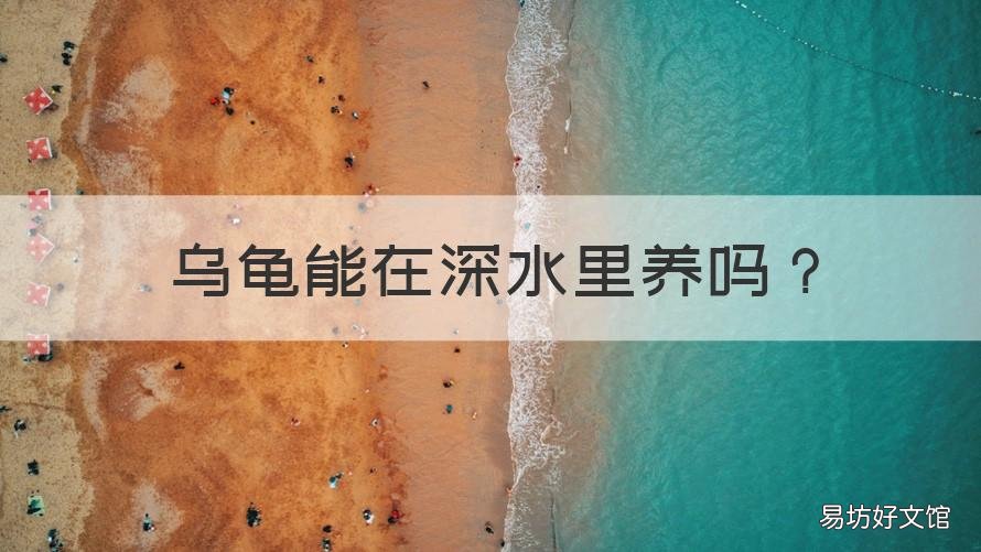 乌龟能在深水里养吗 什么乌龟可以在深水里养