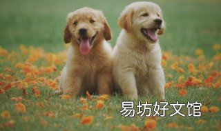 中国十大禁犬 中国十大禁犬猛犬种
