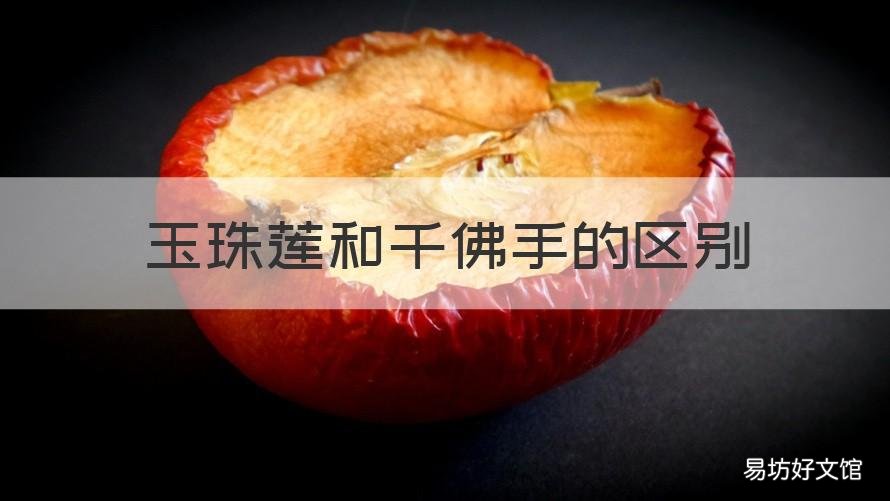 玉珠莲和千佛手的区别 玉缀和千佛手的区别