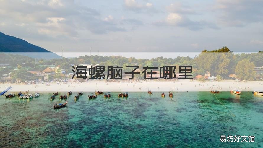 海螺脑子在哪里 海螺脑部位图