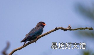 珊瑚鸟什么时候换毛 芙蓉鸟小鸟几个月换毛