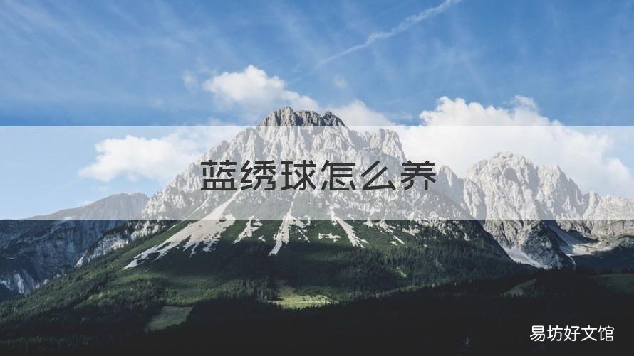 蓝绣球怎么养 蓝绣球怎么养护和浇水