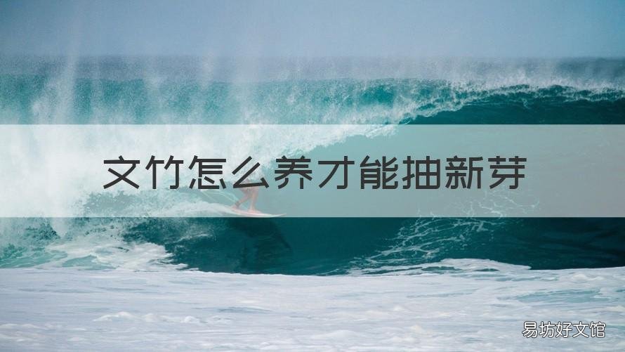 文竹怎么养才能抽新芽 文竹抽芽怎么修剪