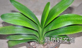 君子兰最快发根方法 君子兰最快发根方法泡生根水