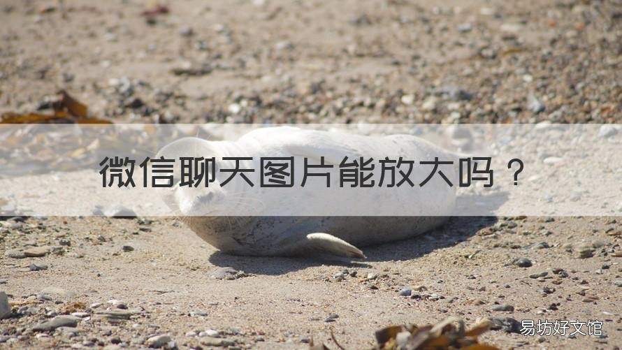 微信聊天图片能放大吗 微信图片不能放大的原因是什么