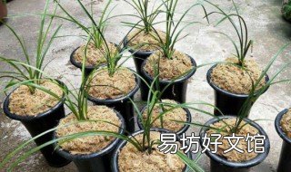 兰花换盆时间和方法 兰花换盆时间和方法视频教程