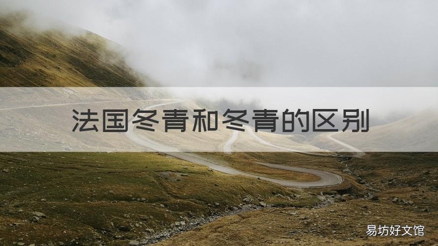 法国冬青和冬青的区别 法国冬青的特点