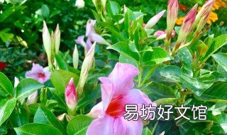 飘香藤不开花怎么办 飘香藤一直爬藤不开花