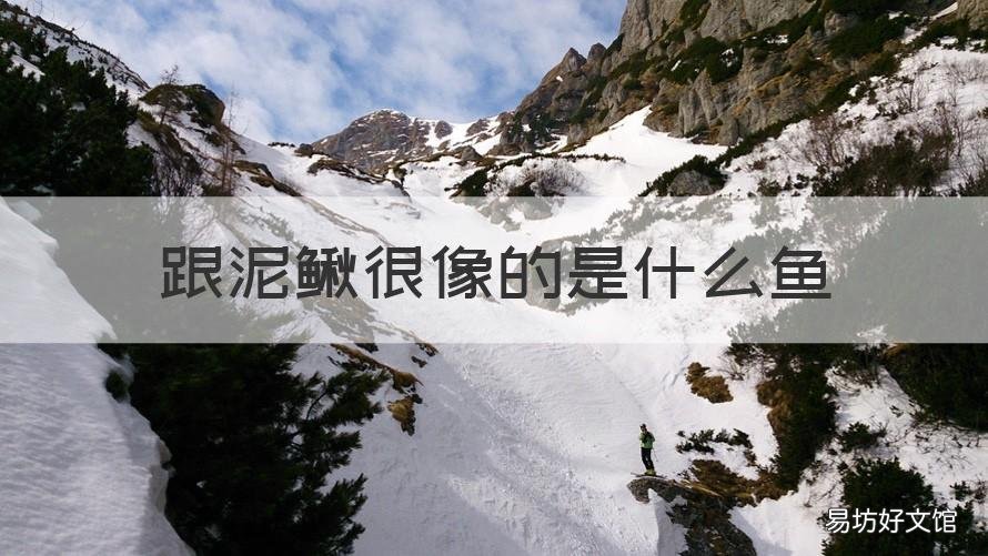 跟泥鳅很像的是什么鱼 跟泥鳅很像的是什么鱼带须