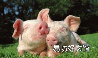 中国一天消耗多少猪肉 国内一天消耗多少猪肉