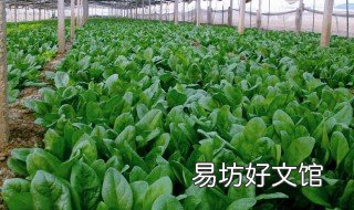 怎样种菠菜出芽率好 菠菜种植需要催芽吗