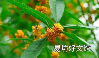刚换盆金桂不开花怎么办 刚换盆金桂不开花怎么办呀
