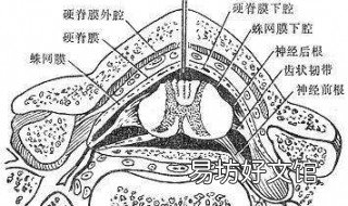 蛛网膜是哪个部位 蛛网膜是人体的哪个部位