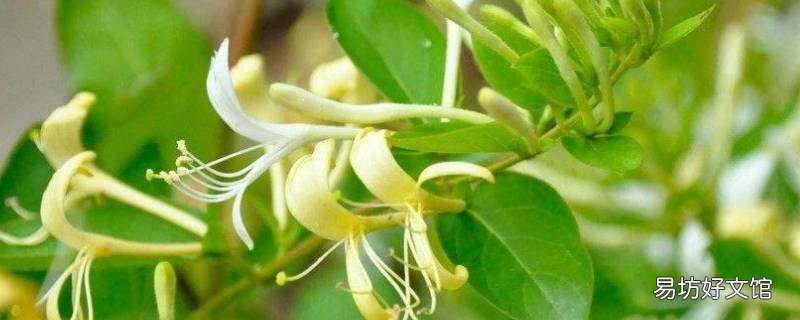 二花的别名是什么 为什么叫二花