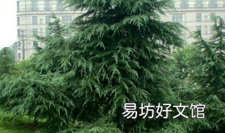 大门前种什么树风水好 大门前种什么树风水最好