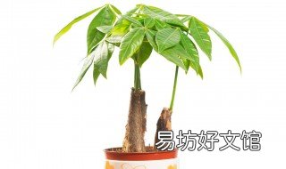 发财树叶尖干焦黄怎么办 发财树叶子尖发焦黄怎么治