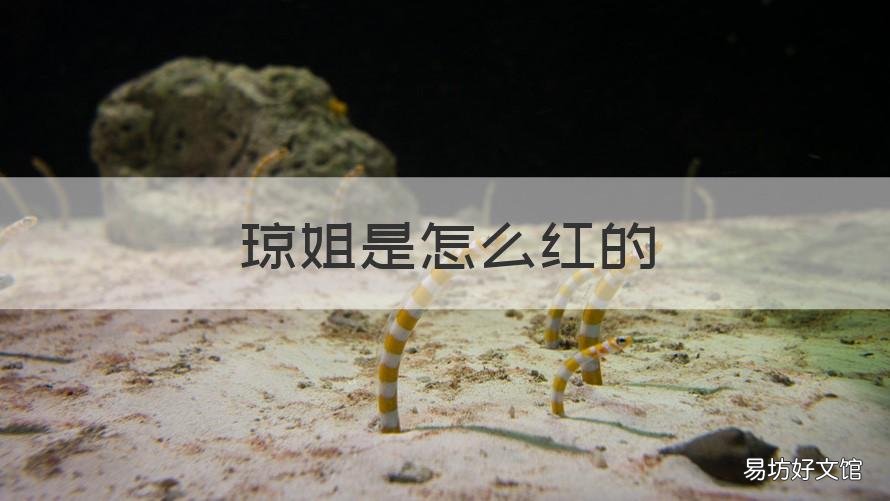 琼姐是怎么红的 网红琼姐是干嘛的
