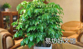 幸福树冬天怎么养 北方幸福树冬天怎么养