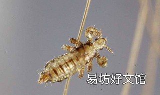 生虱怎么办 有虱怎么办
