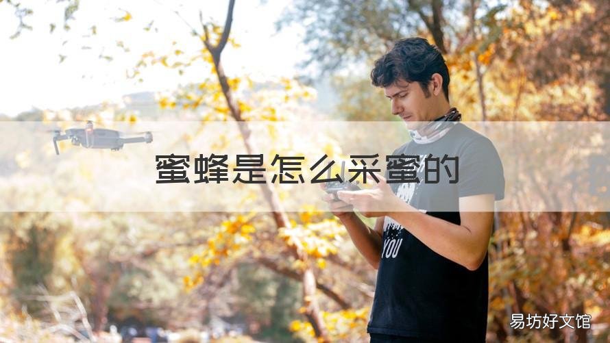 蜜蜂是怎么采蜜的 蜜蜂是怎么采蜜的描写