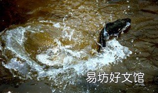 秋季打黑鱼技巧 秋季钓黑鱼技巧