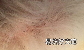 狗身上的跳蚤用什么药消灭最快 狗身上的跳蚤用什么药能杀死最好最快的