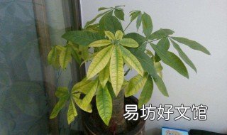 发财树叶子发黄脱落怎样挽救 发财树叶子发黄怎么办