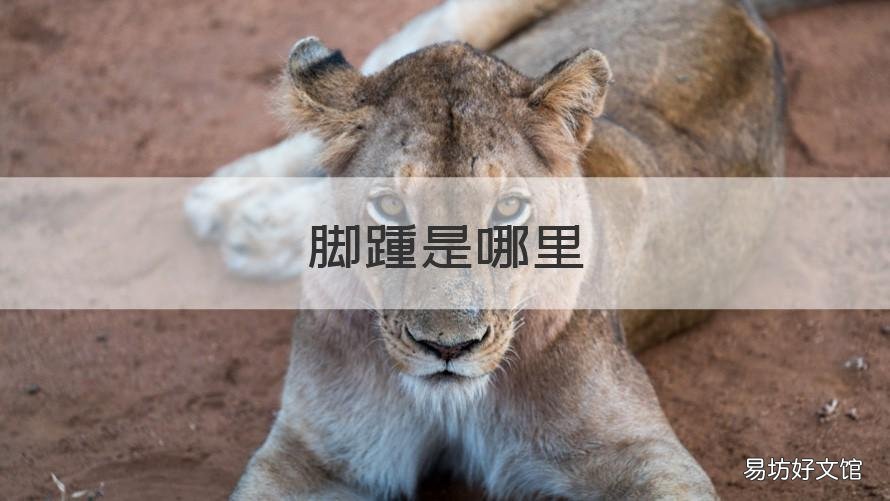 脚踵是哪里 脚踵是哪个部位有图片吗