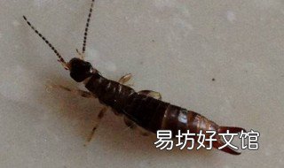 家里有虫子怎么除根 家里有虫子怎么除根最快