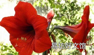 对红的养殖方法和注意事项 对红的养殖方法和注意事项 盆栽