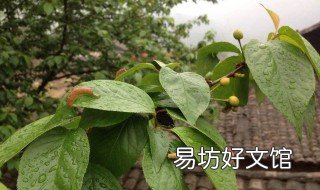 樱桃树病虫害防治 樱桃树病虫害防治历