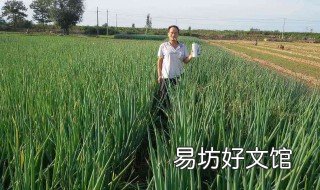 大葱栽培技术 大葱栽培技术和大葱栽培时间