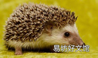 刺猬吃什么食物为生 刺猬的食物有哪些?刺猬主要吃什么?