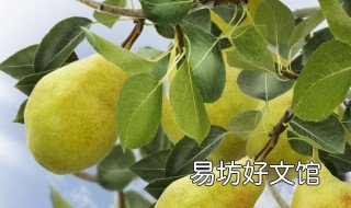 梨树整形修剪技术 梨树整形修剪技术开题报告范文样本